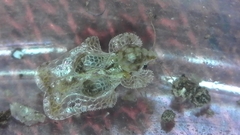 Corythucha incurvata