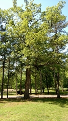 Quercus alba