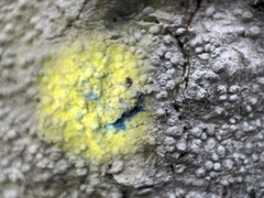 Pertusaria paratuberculifera