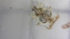 Corythucha incurvata