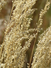 Chascolytrum subaristatum