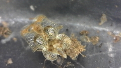 Corythucha incurvata