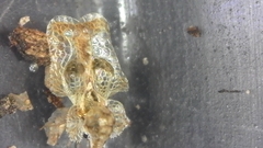 Corythucha incurvata