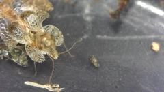 Corythucha incurvata