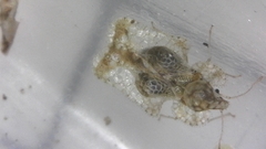 Corythucha incurvata