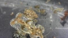 Corythucha incurvata