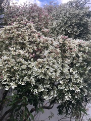 Euphorbia leucocephala