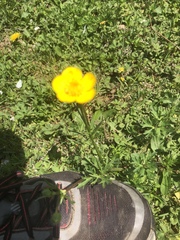 Ranunculus acris acris