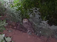 Athene cunicularia rostrata