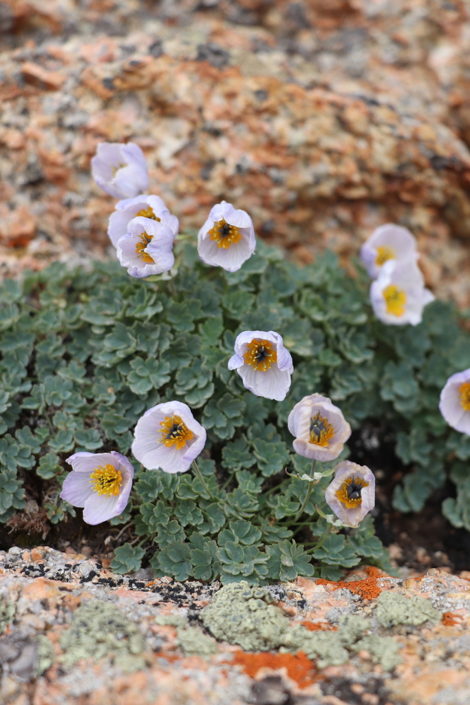 Paraquilegia caespitosa