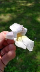 Paulownia tomentosa
