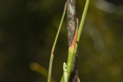 Heteronemiinae