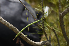 Heteronemiinae