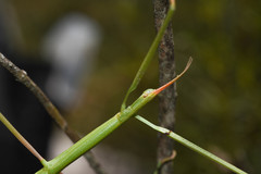 Heteronemiinae