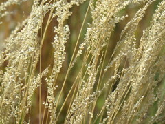 Chascolytrum subaristatum