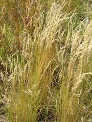 Chascolytrum subaristatum