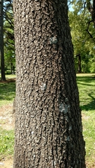Paulownia tomentosa