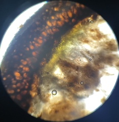 Elaphomyces muricatus