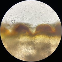 Elaphomyces muricatus