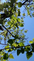 Paulownia tomentosa