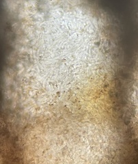 Elaphomyces muricatus
