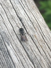 Protosmia rubifloris