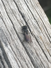 Protosmia rubifloris