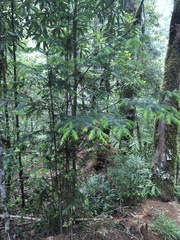 Taxus globosa