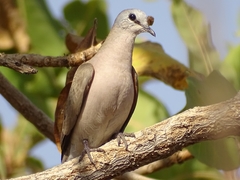 Turtur abyssinicus