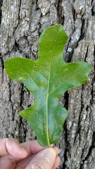 Quercus stellata