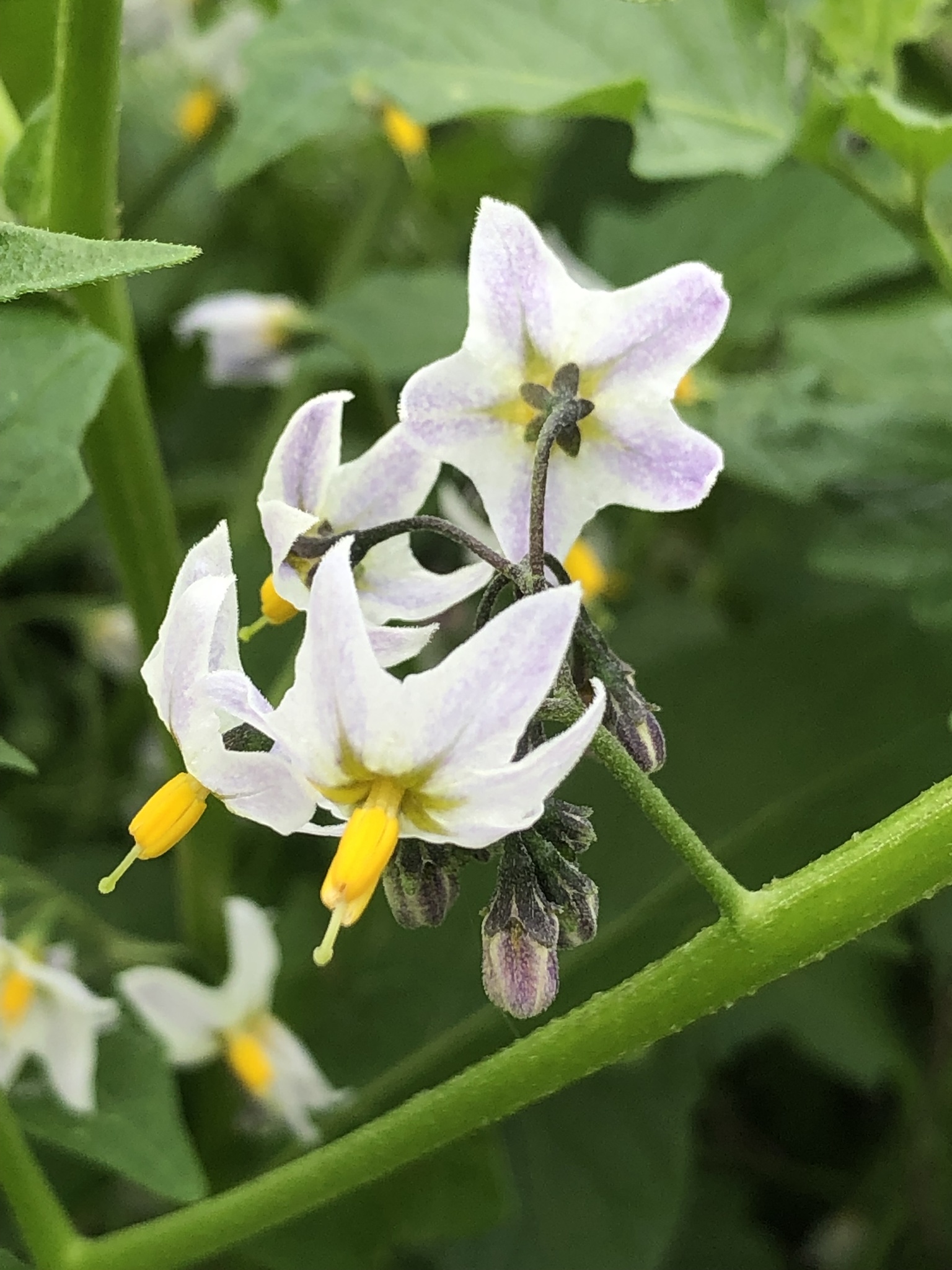 Solanum furcatum