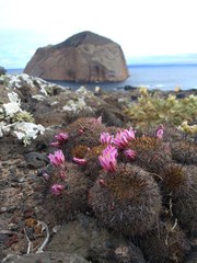 Mammillaria blossfeldiana