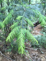 Taxus globosa