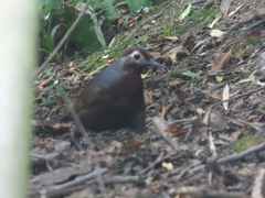 Pteroptochos castaneus