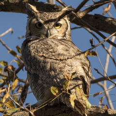Bubo virginianus