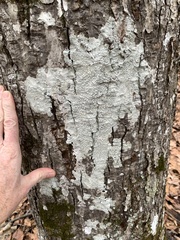 Pertusaria paratuberculifera