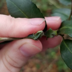 Gyropsylla ilecis