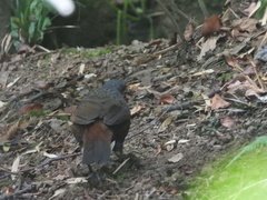 Pteroptochos castaneus