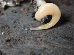 Microplana scharffi