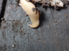 Microplana scharffi