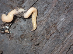 Microplana scharffi