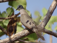 Turtur abyssinicus