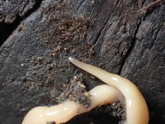Microplana scharffi