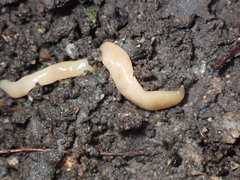Microplana scharffi