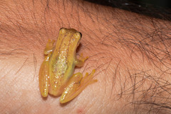 Dendropsophus sanborni