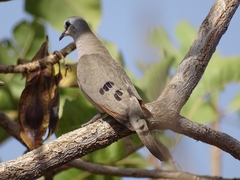 Turtur abyssinicus
