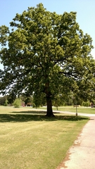 Quercus stellata
