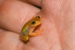 Dendropsophus sanborni