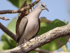 Turtur abyssinicus