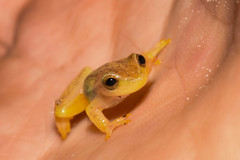 Dendropsophus sanborni